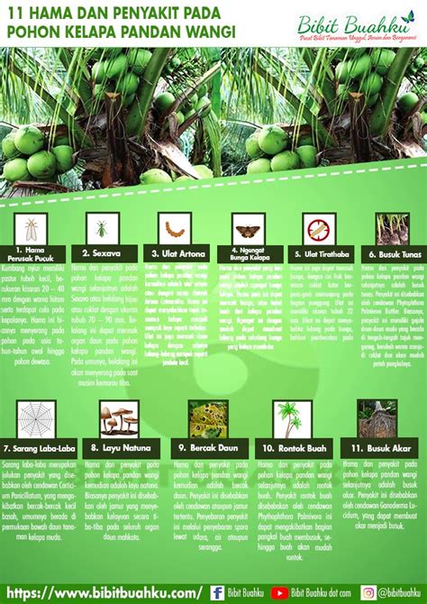 Maybe you would like to learn more about one of these? Cara Tanam Daun Pandan Tanpa Akar - 10 Cara Menanam Serai ...