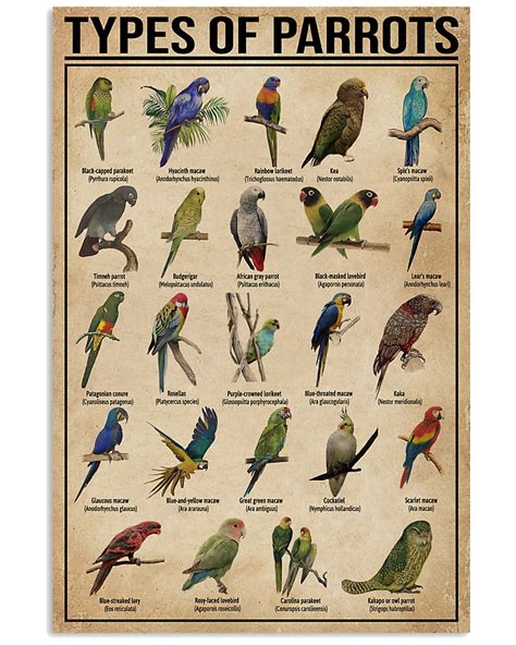 Types Of Parrots