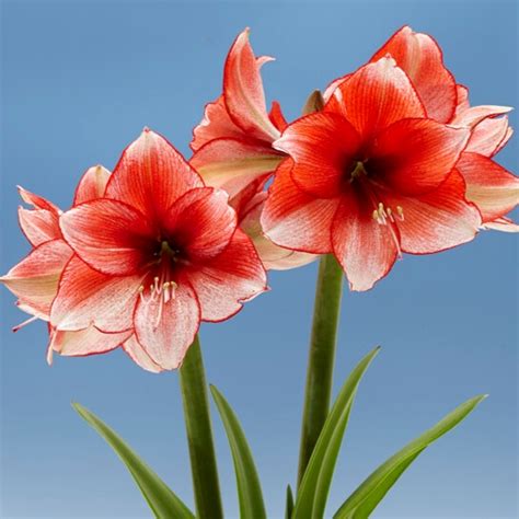 Amaryllis Dutch Star Dust Ruigrok Flowerbulbs