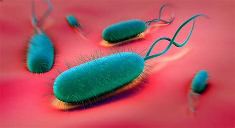 Gastroenteritis is an irritation and inflammation of the stomach lining and intestines that causes vomiting is there any treatment? Bacterial Gastroenteritis - Net Health Book
