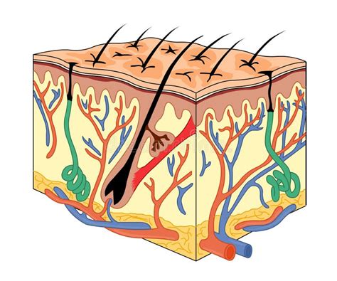 Anatomia Da Pele Ilustração Do Vetor Ilustração De Gordo 10105231