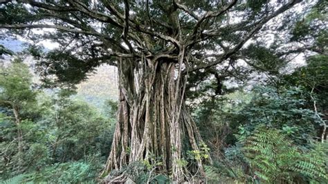 Mengapa Pohon Beringin Dapat Tumbuh Sangat Besar Belajar Sampai Mati