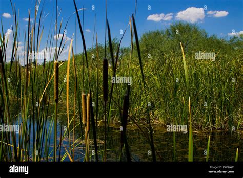 Cattails At The Pond Stock Photo Alamy