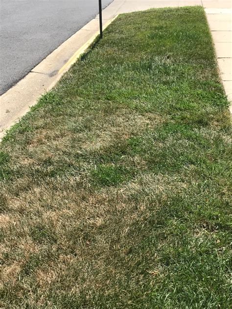 Summer Lawn Woes Reasons Why Tall Fescue Grass Declines At This Time