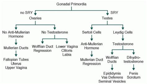 Disorders Of Sex Development Obgyn Key