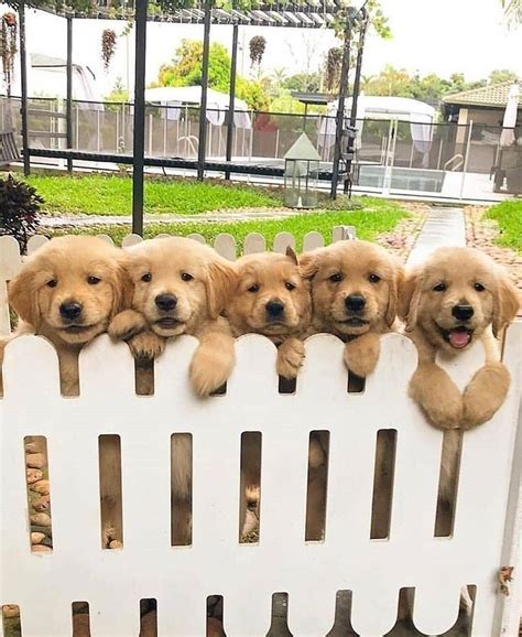 Cute Golden Retriever Puppies for sale FOR SALE ADOPTION from Auckland