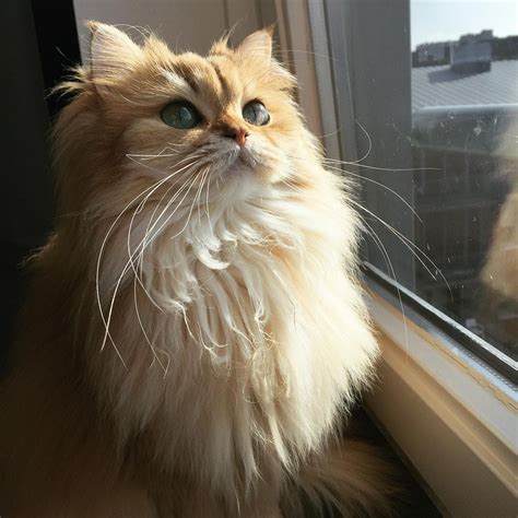 Meet Smoothie The Most Photogenic Cat In The World Ego Alterego