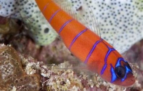 Bluebanded Shrimp Goby Gobies Cryptocentrus Cyanotaenia Tank Facts