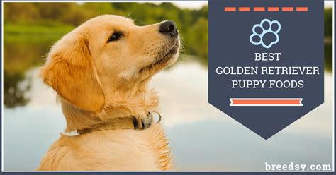 Golden Retriever Puppy Food Chart