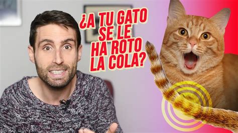 ¿qué Pasa Si Se Le Amputa La Cola A Mi Gato Youtube