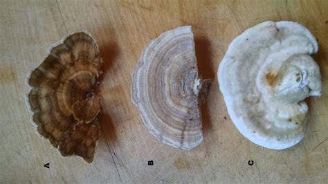turkey tail identification and uses