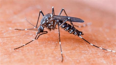 What Is Chikungunya Fever And Its Causes Scretech