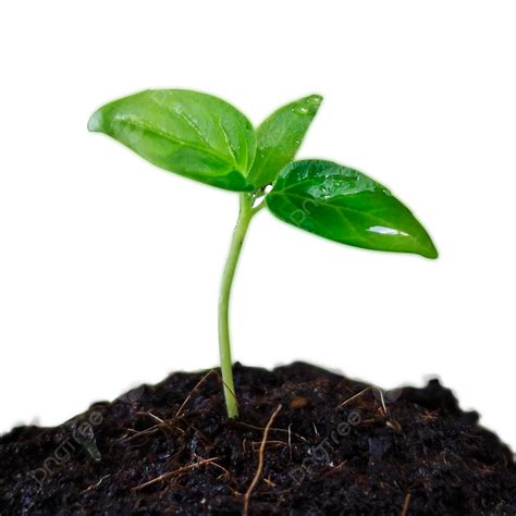 Plant Grow Png Image Young Plant Growing Plant Grow Green Png Image