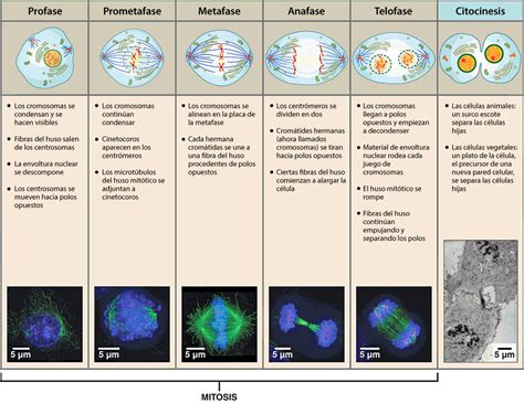 División Celular Mitosis Y Meiosis Ask A Biologist