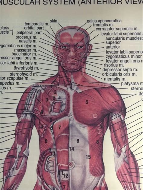 Human Body Lateral View ~ Vue Latérale Du Système Musculaire Photo