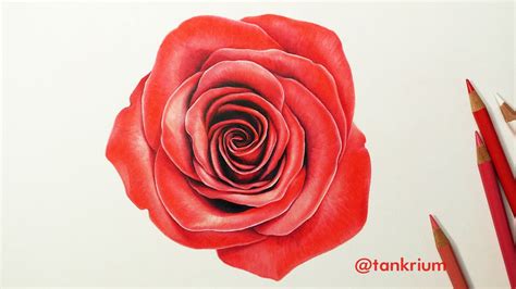 Drawing A Rose How To Draw A Realistic Rose Time Lapse Drawing By