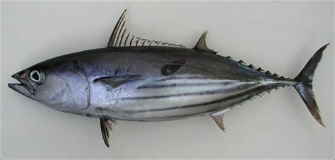 Fish Identification Skipjack Tunaakuarctic Bonitomushmouthoceanic