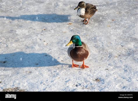 Duck On Snow Ice Wildlife Of Bird In Winter Photo Stock Photo Alamy