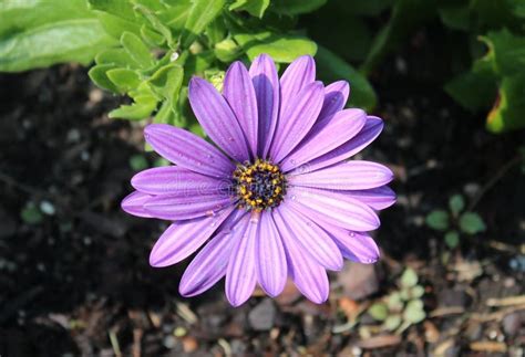Colorful Purple Daisy Flower Stock Photo Image Of Floral Close