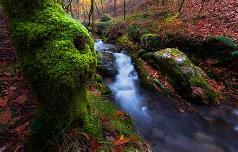 Wallpaper Greens Autumn Forest Leaves Stream Stones Waterfall