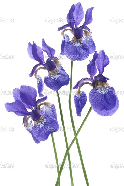 Iris Flowers — Stock Photo © Vilor 17833179