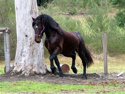 Pin By Kristine On Horse Breeds Welsh Cob Beautiful Horses Horses