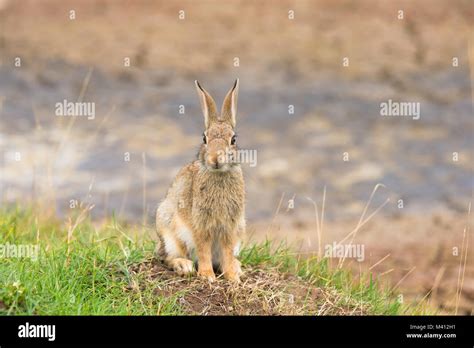 Front View Close Up Of Alert Wild Uk Rabbit Oryctolagus Cuniculus