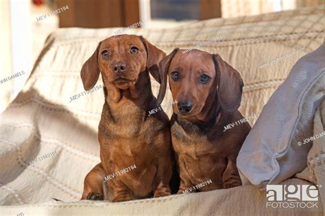 Dog Miniature Dachshunds In A Chair Stock Photo Picture And Rights
