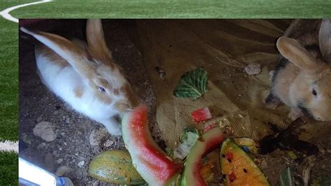 Feeding The Bunnies With Watermelon Melon And Banana Peelings Watering