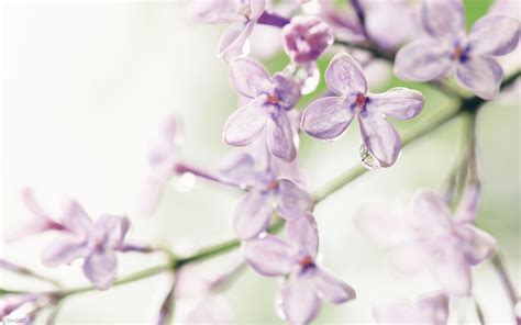 Lilac 4k Wallpapers For Your Desktop Or Mobile Screen Free And Easy To