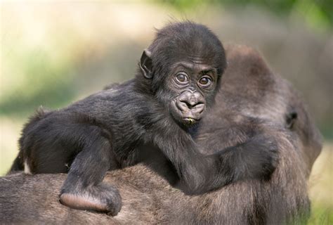 Celebrate Baby Gorilla Kayembes 1st Birthday At The Cleveland Zoo