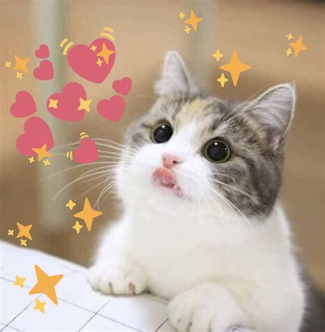 54 Meme Cat Love Hearts