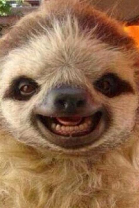 Smiley Sloth D Smiling Sloth Smiling Animals Baby Sloth Cute Sloth