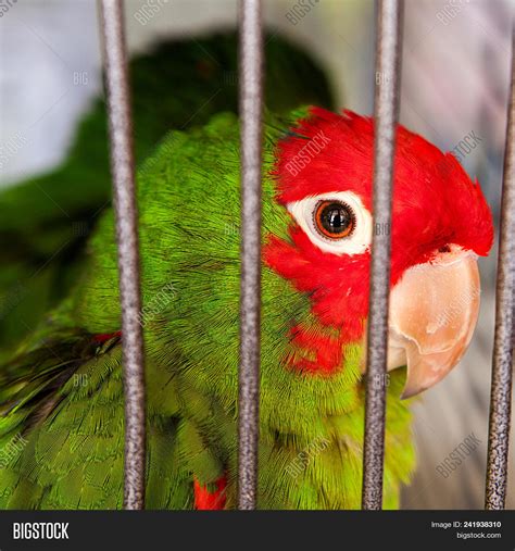 Sad Parrot