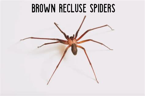 Brown Recluse Identification
