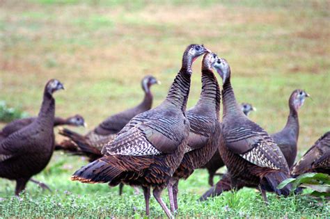 Wild Turkey Meleagris Gallopavo Prince Georges County Parents