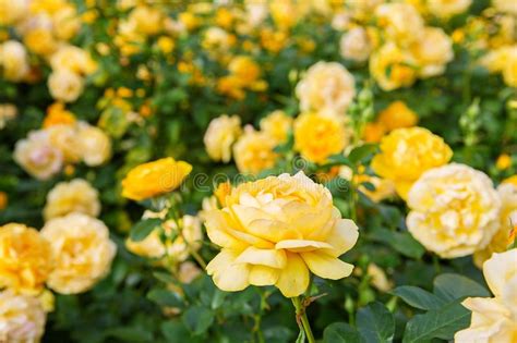 Beautiful Bush Of Yellow Roses In A Spring Garden Rose Garden Stock