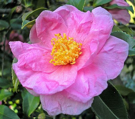 Cold Hardy Camellias Can Be Grown In Northeast Ohio