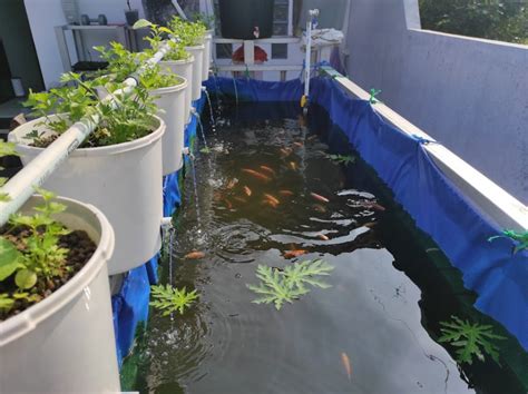 Budidaya Ikan Dan Sayuran Skala Rumahan Dengan Sistem Aquaponik