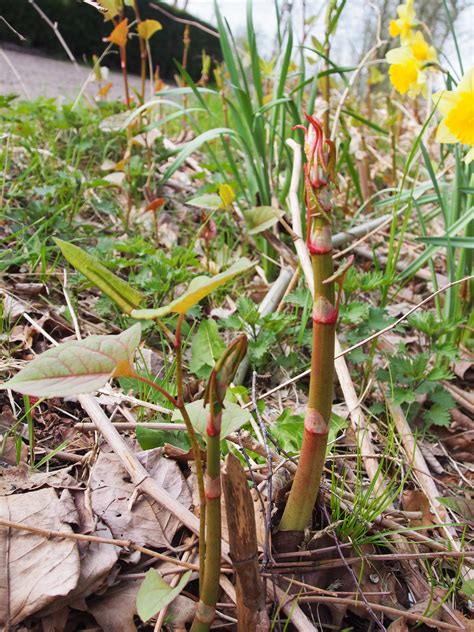 De japanse duizendknoop is een plant uit de duizendknoopfamilie (polygonaceae). Japanse Duizendpoot. Weg laten halen. Je zit er zo ...