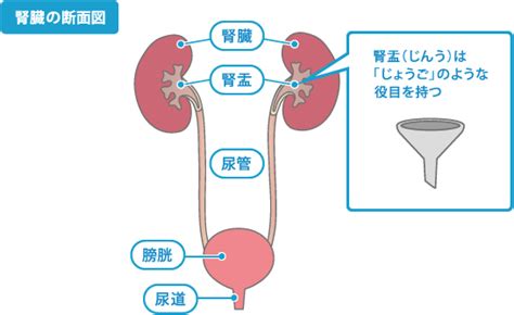 神経の切除範囲に応じて，程度は異なりますが，尿意が鈍くなり，排尿しても膀胱に残っている尿量（残尿）が多くなります。 これを排尿障害といいます。 a 手術が原因となって生じる別の病気や症状を術後合併症といいます。 薬の副作用に相当するもので. 腎盂 (じんう) - Japanese-English Dictionary - JapaneseClass.jp