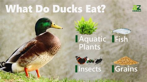 What Do You Feed Pet Ducks Pet Food Guide
