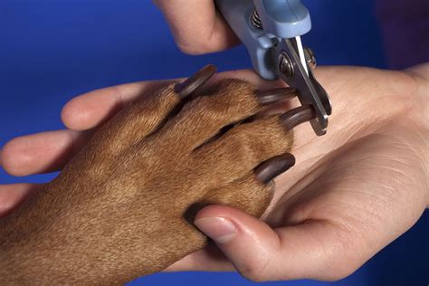 Services range from wellness and routine examinations to diagnostics and treatment on both an. Pet Grooming | Veterinarian in Memphis, TN | Berclair ...