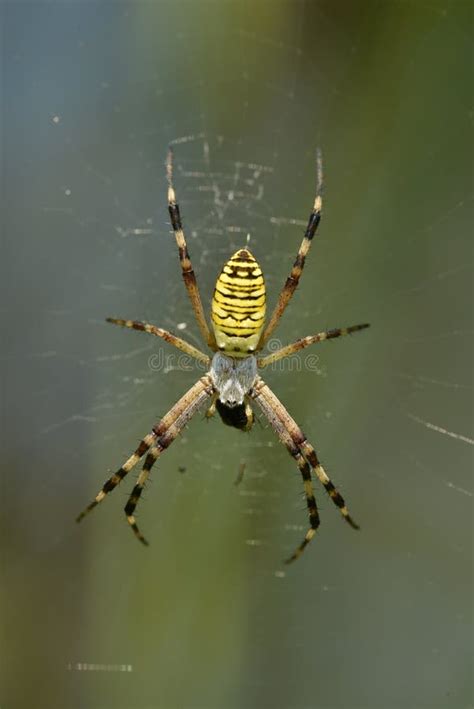 Yellow Striped Spider Stock Image Image Of Spider Predator 6296609