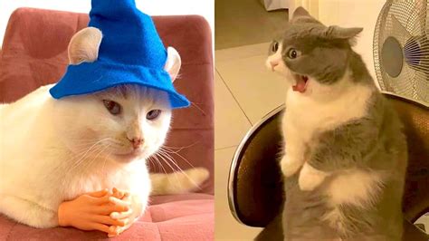 Best Dank Cat Memes Compilation Of 2020 Funny Cat Memes 2020 Part 5