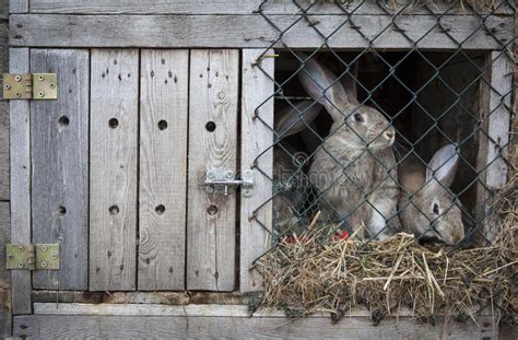 Rabbits In A Hutch Stock Image Image Of Animal Horizontal 26745363