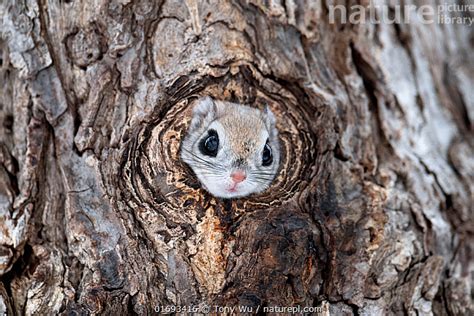 Stock Photo Of Siberian Flying Squirrel Pteromys Volans Orii Visually