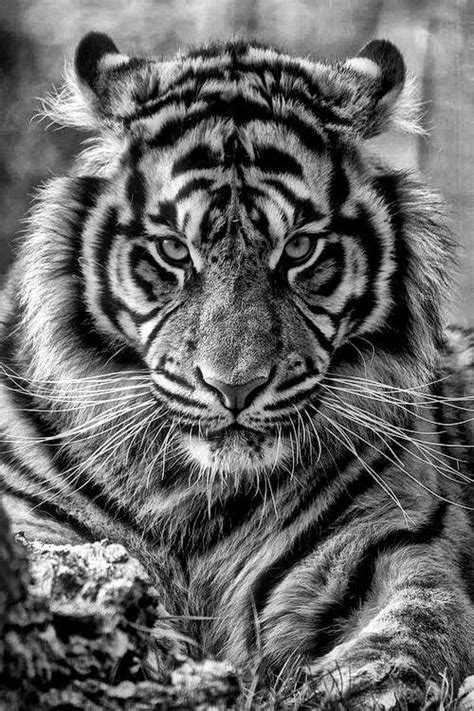 Moncong, tenggorokan, dada, perut, dan bagian bawah anggota badannya berwarna putih atau terang. Gambar Harimau