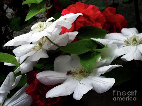 Red And White Photograph By Jasna Dragun Fine Art America