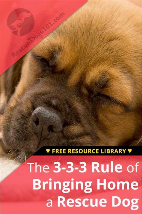 The 3 3 3 Rule And Bringing Home A Rescue Dog